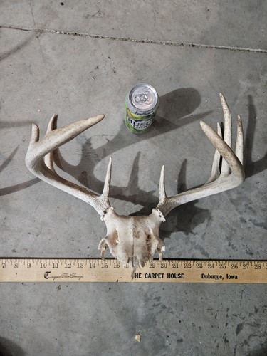 Wild point whitetail - 10,