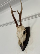 Antlers on top half of skull