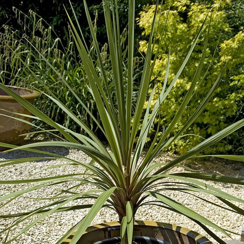 Pair green cordyline - of,