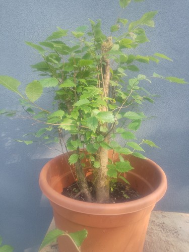 Elm bonsai tree - elm,