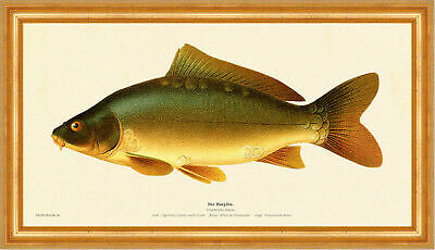Carp cyprinus carpio race - carp,