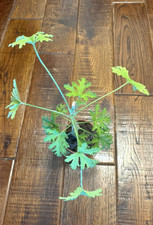 Lemon Scented Geranium
