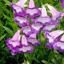 Penstemon Czar 3x Large Plug