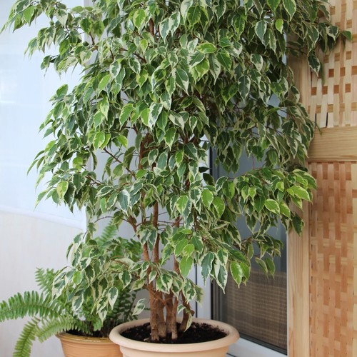 Variegated weeping fig - variegated,