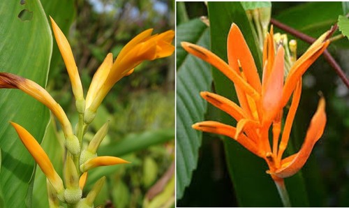 Canna indica orange - canna, |