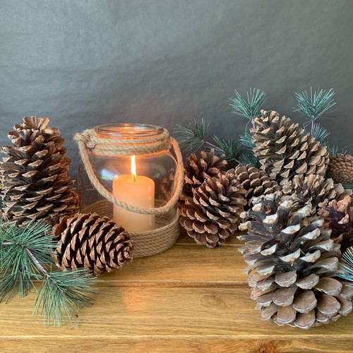 Extra large martima pine cones - extra,