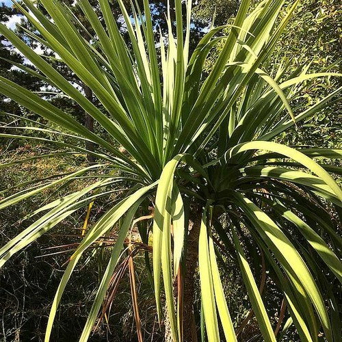 Suttons cordyline australis - cordyline,