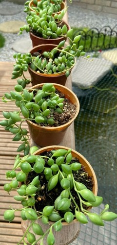 Senecio rowleyanus string - string, of