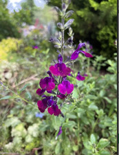 Salvia Nachtvlinder| 3 plug plants | Perennial Plants