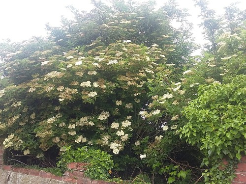 Elderflower berry hardy - elderflower/berry, garden