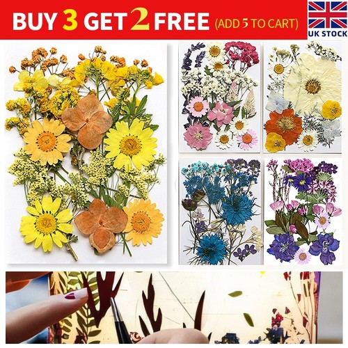 Real dried press flowers - real,