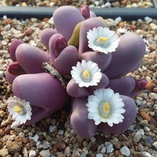 10x Lithops Optica cv Rubra