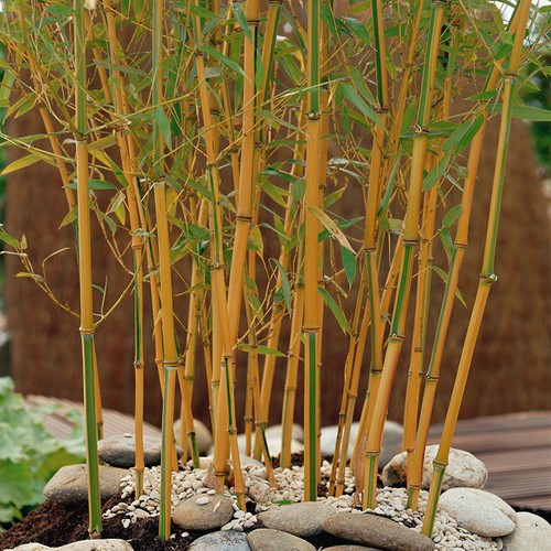 Bamboo plant yellow - yellow, groove