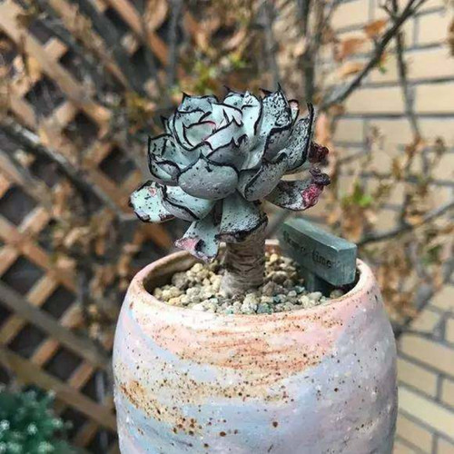 Echeveria strictiflora nova - echeveria,