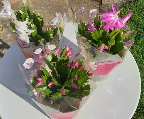 Christmas cactus - 1,