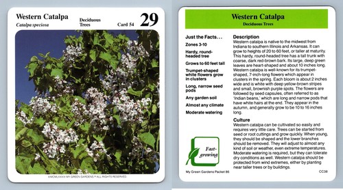 Western catalpa deciduous - catalpa,