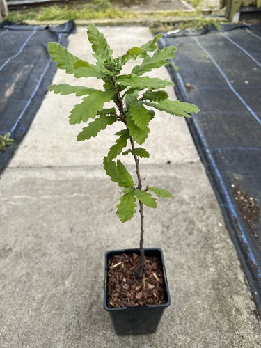 Turkey oak tree 40cm - turkey,