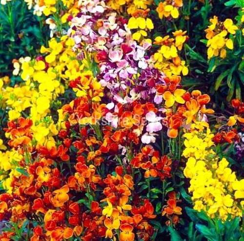 Wallflower fair lady - my,