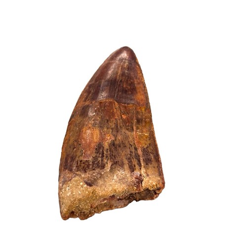 5cm carcharodontosaurus tooth - 5cm,