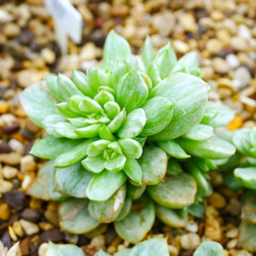 Echeveria rolly variegata - rolly,