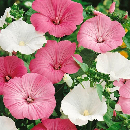 Lavatera trimestris - lavatera,