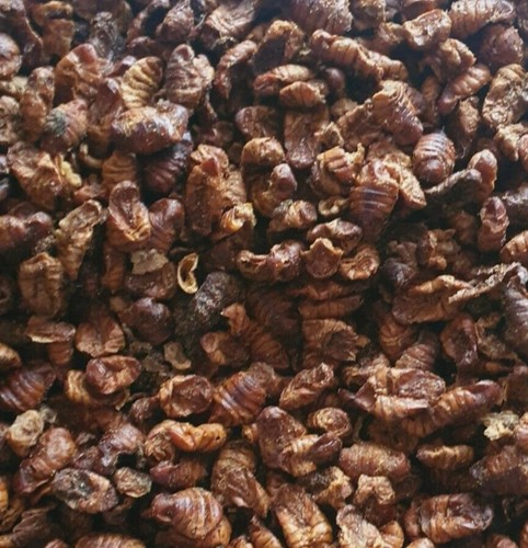 2kg dried silkworm - silkworm, for