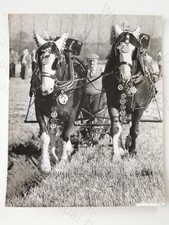 Mr H. Lisney Heavy Horses