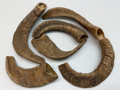 Sheep horns ram - horns,, 9"