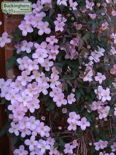 Clematis montana elizabeth - clematis, 'montana