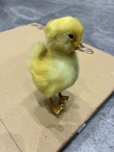 Cute taxidermy fluffy yellow - cute,