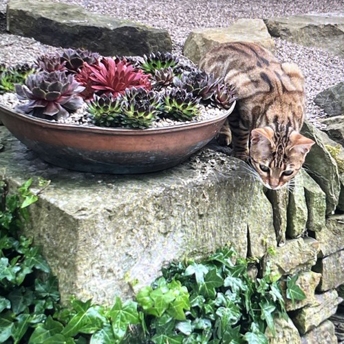 Copper garden planter - garden, 45cm