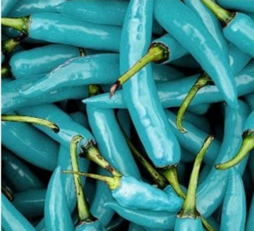 100 pcs blue naga jolokia - pcs,