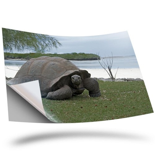 Vinyl sticker aldabra - vinyl,