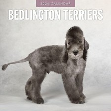 Bedlington Terriers 2026 Square Wall Calendar