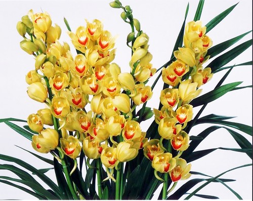 One cymbidium 大花蕙兰 - cymbidium, sp.