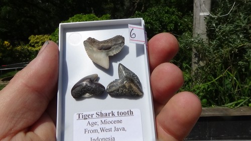 Set of tiger shark - #6,,