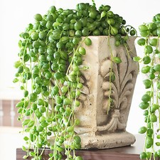 Senecio Rowleyanus - String of