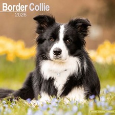 Border Collie Calendar 2026
