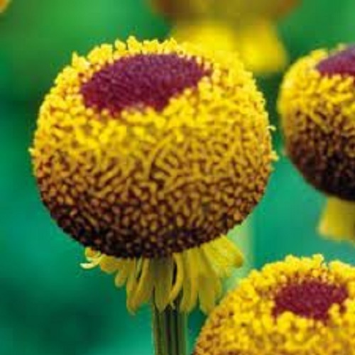 Helenium autumn lollipop - 50+,