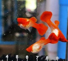 Albino red koi red ear 1 pair 1 female