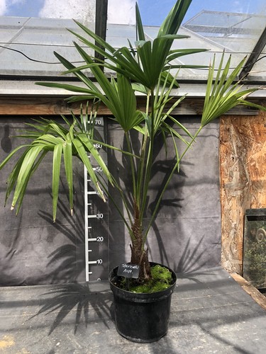 Trachycarpus nova