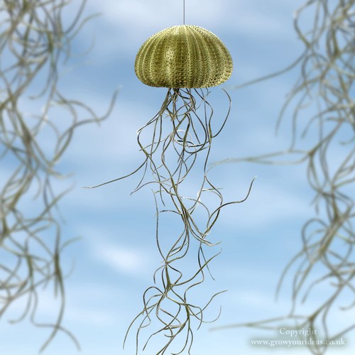 Jellyfish spanish moss air - x,