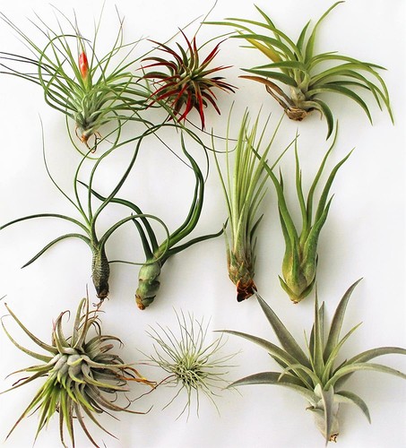 Air plant pack airplants - pack,