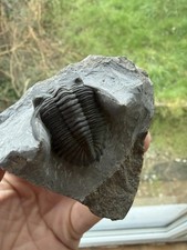 Hollardops Trilobite Fossil