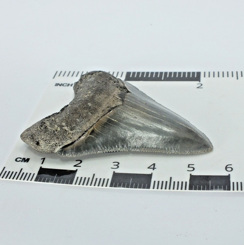 Carcharocles megalodon shark - carcharocles,