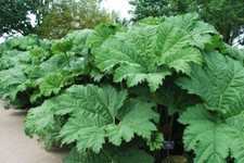 Gunnera manicata GIANT