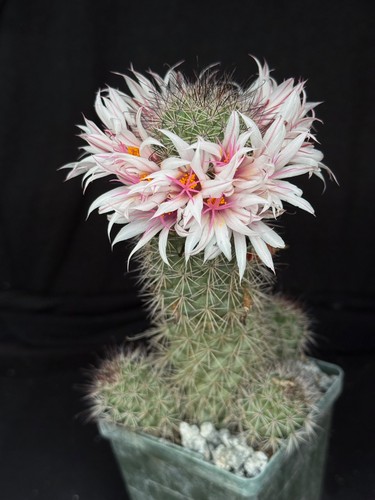 Mammillaria fraileana pot - fraileana,,