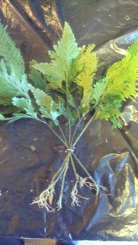 Umbrella fern plant aquarium - fern,