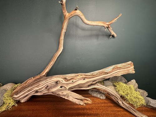 Large manzanita - large,