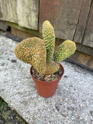 Opuntia microdasys cristata - microdasys,